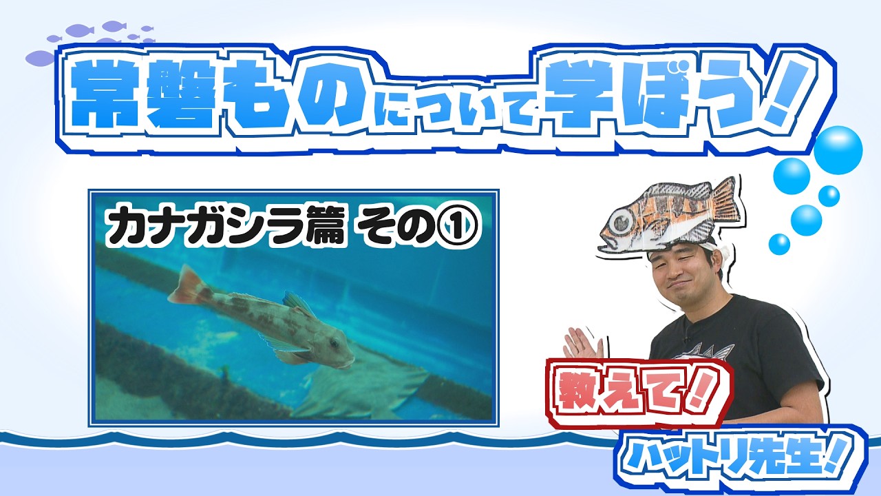 【常磐ものについて学ぼう！】カナガシラ篇その①