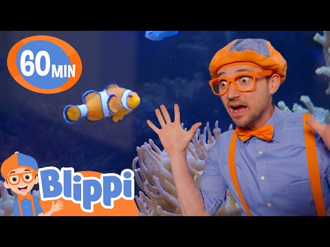 Blippi Discovers the Nemo Fish! Marine Life 🌊🐟🐙 | Learning Videos | Moonbug Kids After School