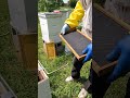 Installing Beehive Frame Foundation #Shorts
