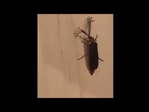 Eyelash Bug Meme