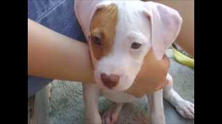 Cachorro Pitbull de 2 a 5 meses