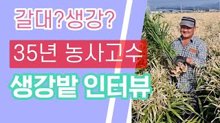 35년 생강농사고수 특허받은뽁뽁이 멀칭을 만났을때 결과