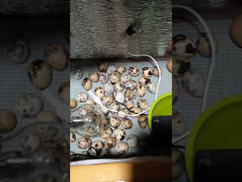 Kowel paki bacca fitha dilam #music #nasheedplaylist