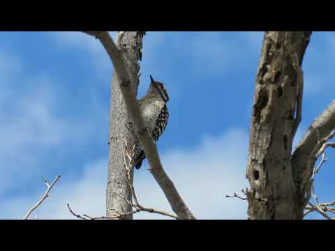 Ladder-Backed Woodpecker