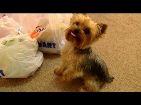 Teddy's PetSmart Haul!
