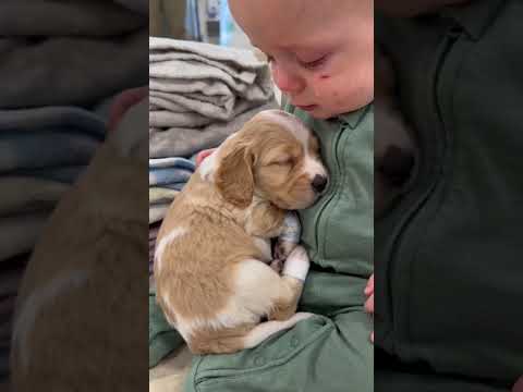 🐶❤️ One Tiny Puppy, One Crying Baby, And A Moment That Melted Millions 😭🐾 #shorts #puppy #viral