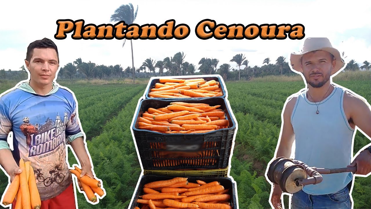 CENOURA: Horta do Início ao Final - São Benedito-CE