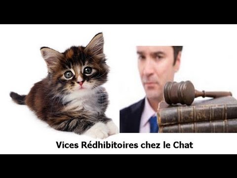 comment soigner un chat coryza
