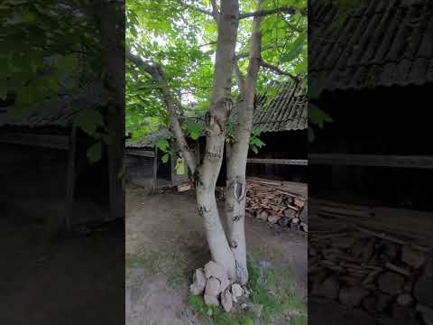 фото деревня калиновая, полыковичский сельсовет, могилёвский район, могилёвская область, 3 комн., 75 м², 25 сот. 0