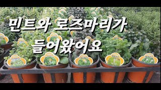 2020년 2월 4일 경매들어온 물건들 브이로그  #허브 #로즈마리 # 민트 #plant