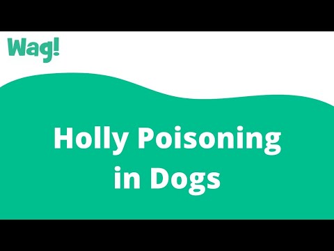 Holly Poisoning in Dogs | Wag!