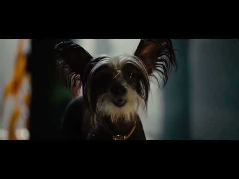 Marmaduke 2010: bosco’s party￼