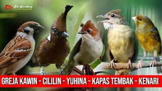 Download lagu MASTERAN KOMBINASI CILILIN - GREJA KAWIN - YUHINA - KAPAS TEMBAK - KENARI mp3 Download lagu MASTERAN KOMBINASI CILILIN - GREJA KAWIN - YUHINA - KAPAS TEMBAK - KENARI mp3
