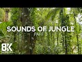 Incredible Jungle Sounds 8K - Exotic Birds Singing in Tropical Rainforest 8 HOURS - Part #3