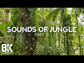 Incredible Jungle Sounds 8K Exotic Birds Singing In Tropical Rainforest 8 HOURS Part 3
