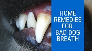 Bad Breath in Dogs – Home Remedies For Bad Dog Breath