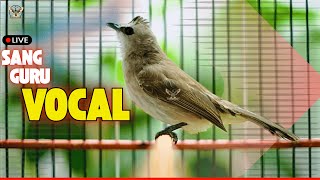 Download lagu 🔴 TRUCUKAN GACOR JUARA ROPEL PANJANG! PANCINGAN / MASTERAN SEGALA BURUNG TRUCUK PASTI NYAUT GACOR mp3