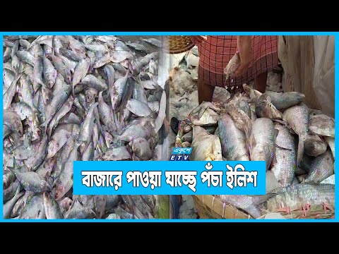 ইলিশের পাইকারি বাজারে পাওয়া যাচ্ছে পঁচা ইলিশ