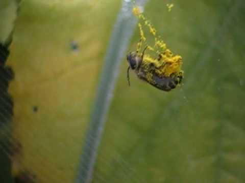 comment prendre apis mellifica