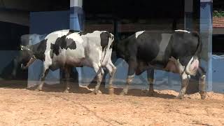Vídeo 82 - 1ª ETAPA MEGA LIQUIDAÇÃO TOTAL AGROPECUÁRIA MARAJOARA - DIA 4 | GADO GIROLANDO E HOLANDÊS
