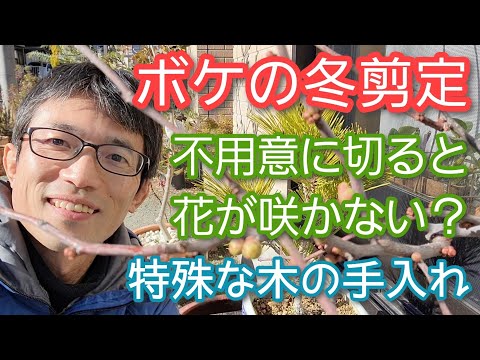 初期の花芽は剪定したほうがよいでしょうか？はい、いいえ!  庭園