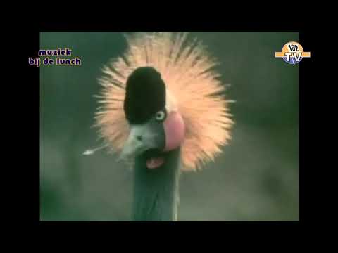 P.P. Arnold - Angel Of The Morning (1968)