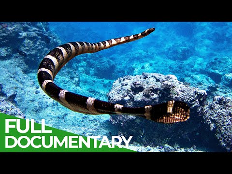 In the Realm of the Deadly Niue Sea Krait