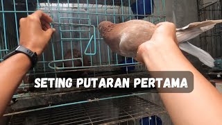 Download lagu Racing Pigeon Parent Settings for 2026 Ring Preparation mp3 Download lagu Racing Pigeon Parent Settings for 2026 Ring Preparation mp3