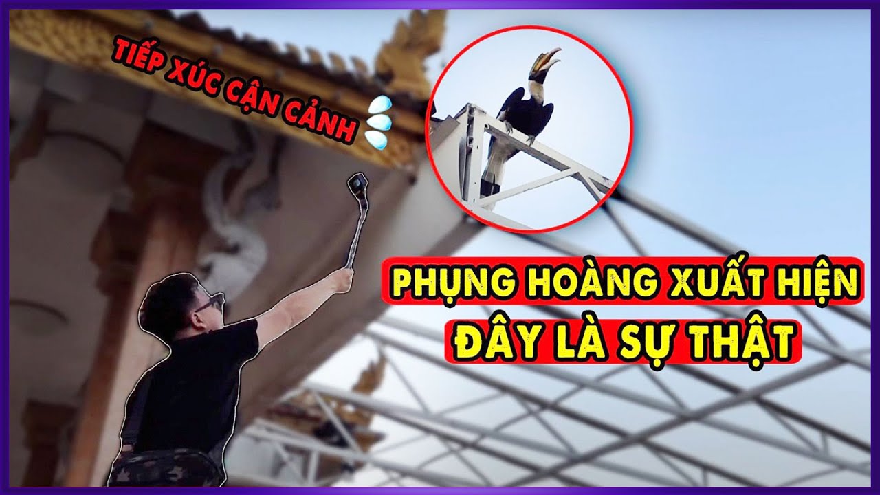 Sự Thật về Hiện Tượng Tâm Linh Phượng Hoàng Đất xuất hiện ở Miền Tây l Văn Hoá Tâm Linh