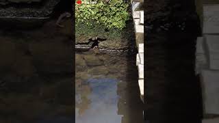 Download lagu ga usah jauh jauh MANCING CHANNA LIMBATA mp3