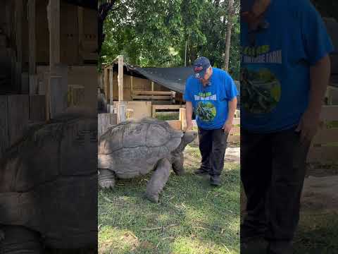 I Raised This Giant Tortoise For 40 Years!