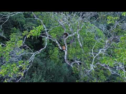 De Rode Brul Apen zijn een bekend geluid in de Surinaamse Jungle | Tomahawk