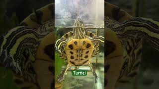 That’s a turtle! Who can tell me which species? I’ll pin the first correct comment.