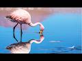 10 Hours Of Vibrant Flamingos In Their Natural Habitat 4K