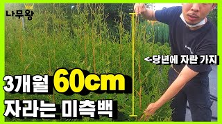 믿기지 않는 성장 속도의 미측백 정체는?(조경수,나무재테크,재테크)