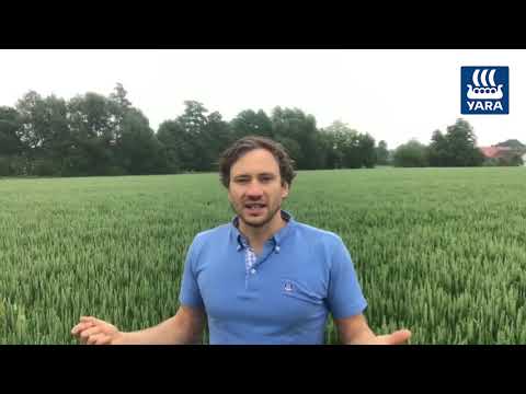 Yara Fachberatung: YaraVita Thiotrac zur Proteinbildung im Weizen