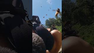 I&#39;m still in shock!😯🐝