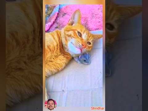 #trending #cat #funnyvideos #viral #funny #ytshorts #shorts #bkffofficial1