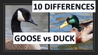 Ducks vs Geese: 10 differences between a duck and a goose