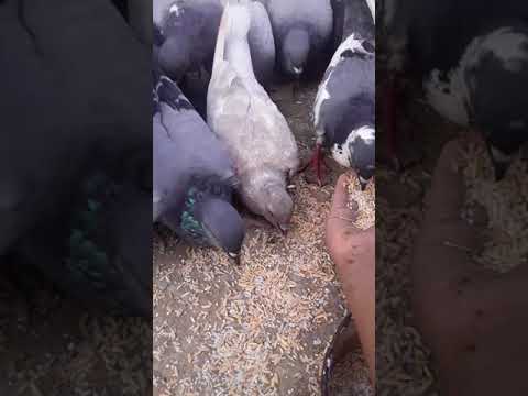 Merpatiku senenganku