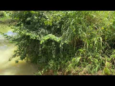 O Famoso matoso que deu o nome a nosso bairro/ #paripiranga #bahia 