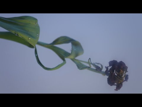 das bisschen Totschlag - tap water (feat. Idiott Smith)