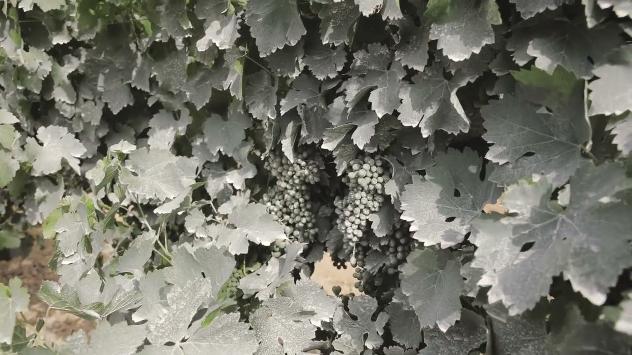 Kaolin effect on vine development and wine quality in Mediterranean vineyards