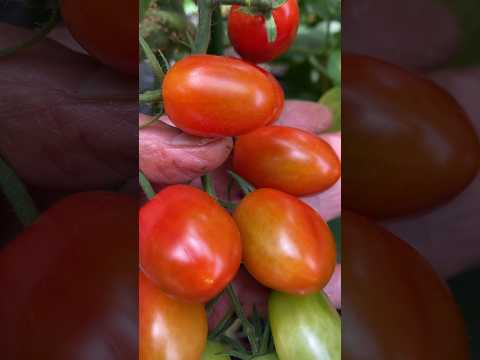 果樹の根元にある野菜は何ですか？豊かな収穫のための適切な組み合わせ  庭園