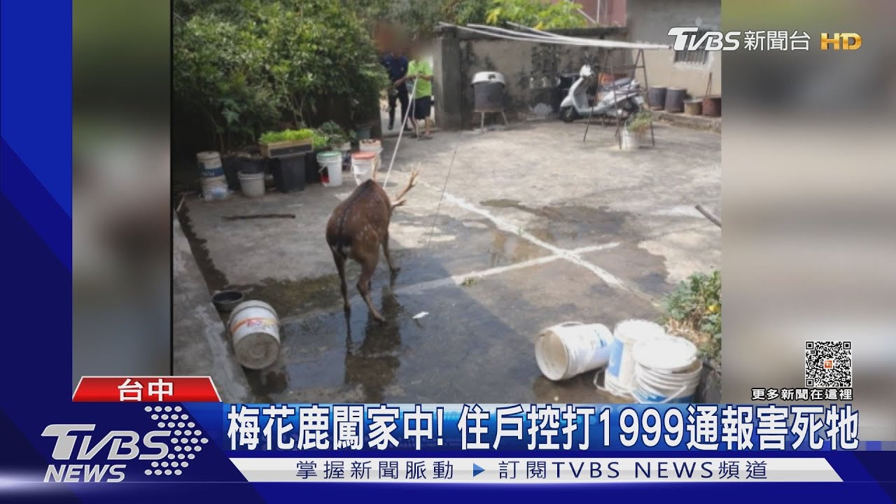 梅花鹿闖家中!住戶控打1999通報害死牠