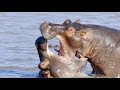 Hippo V Hippo Animal Attacks Love Nature