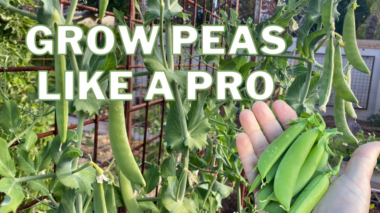 MYPEAS.ai tutorial