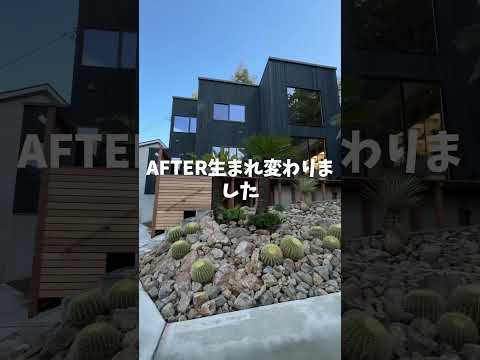 jardin-sec-plantes-Saxifraga-fleurs-blanches jardin sec