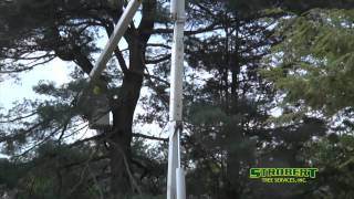 preview picture of video 'Tree Removal Chadds Ford PA - 610-364-5116 - Strobert Tree Inc'
