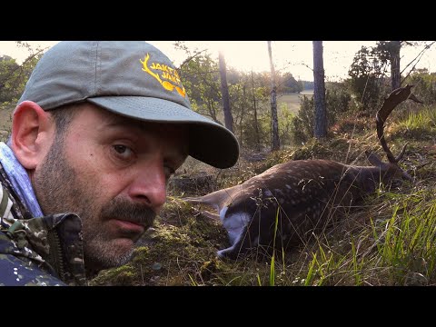 Smygjakt på dovhjort